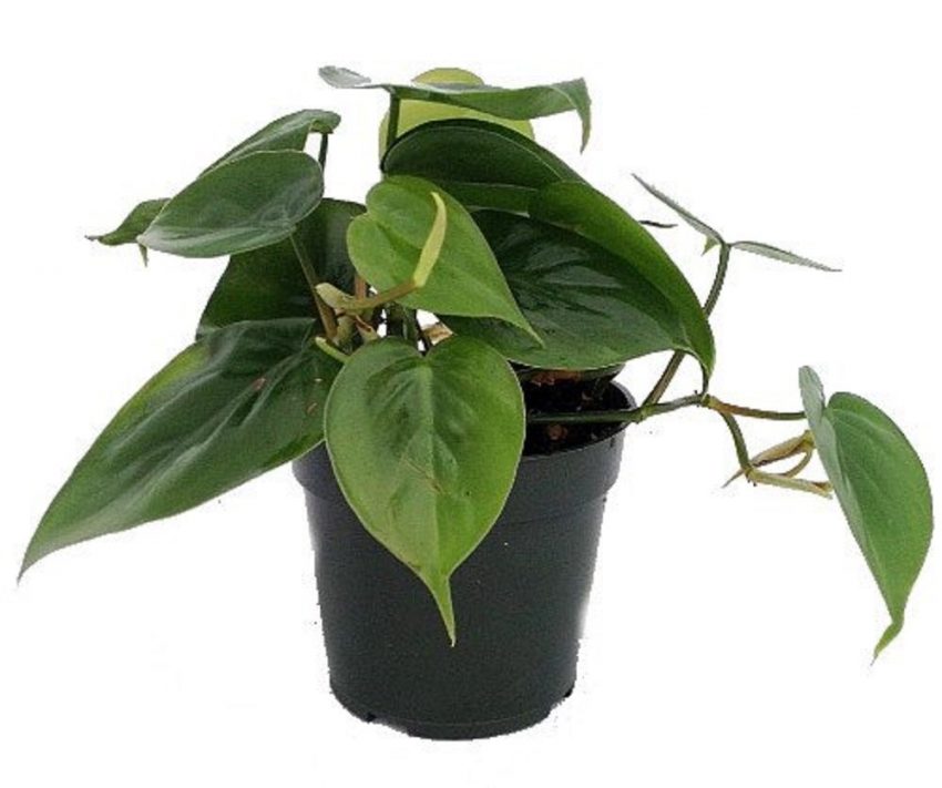 30 Office Desk Plants - Philodendron