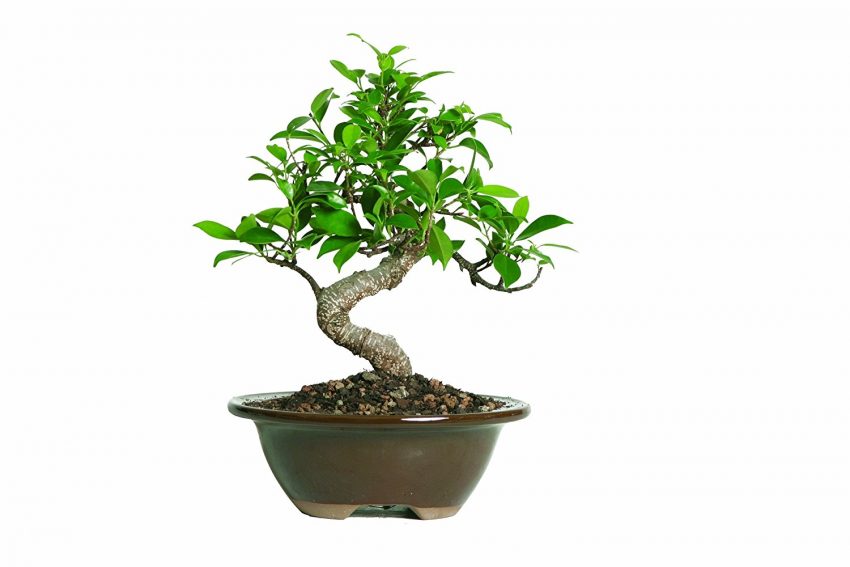 30 Office Desk Plants - Ficus Bonsai