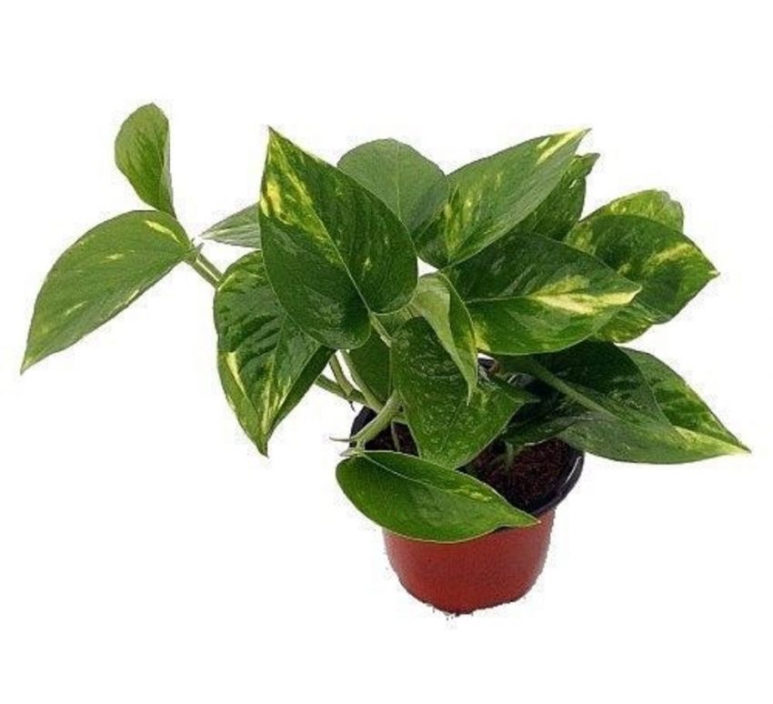 30 Office Desk Plants - Golden Devil’s Ivy
