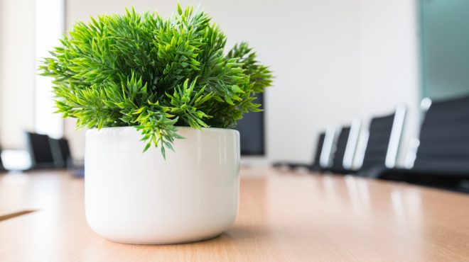 30 Office Desk Plants to Brighten your Business