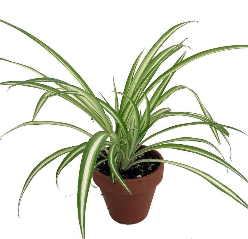 30 Office Desk Plants - Ocean Spider Plant